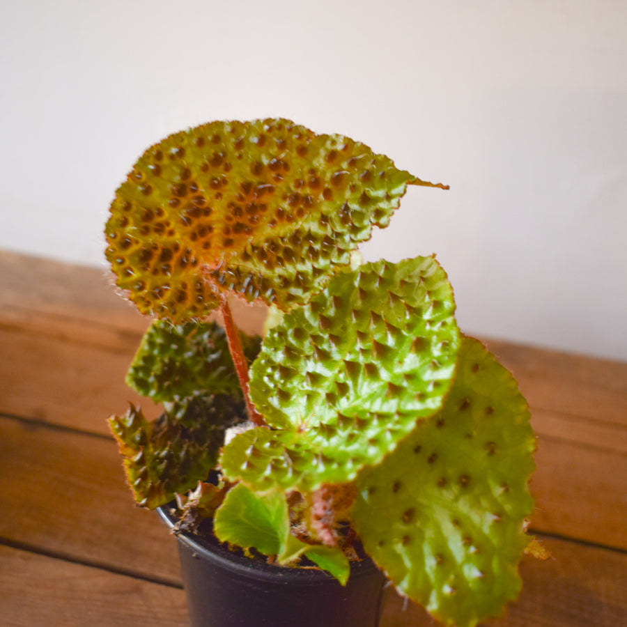 Begonia Ferox