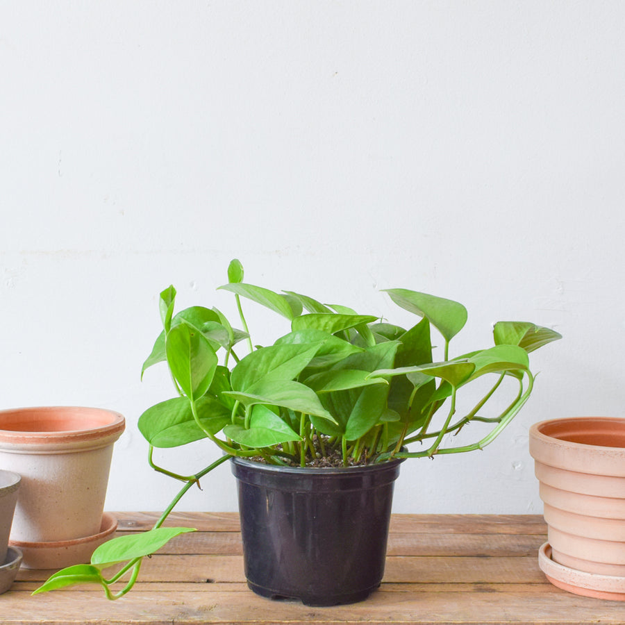 Pothos Green Jade