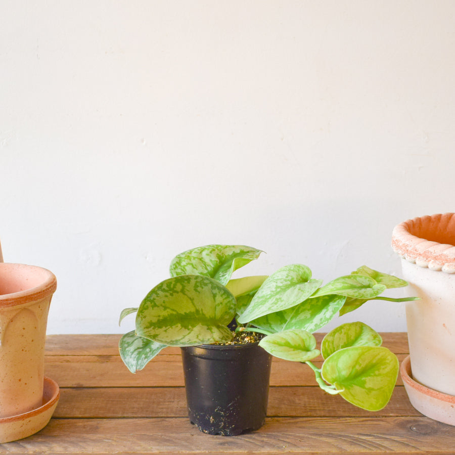 Scindapsus Silver Satin