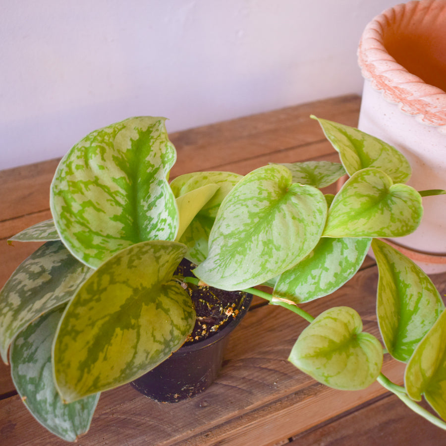 Scindapsus Silver Satin