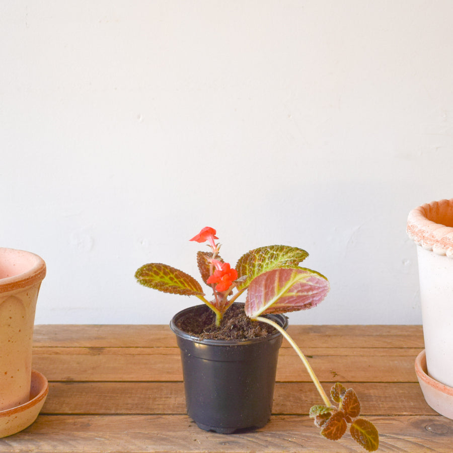 Episcia Cupreata Copper