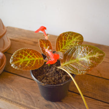 Episcia Cupreata Copper