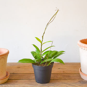Hoya Crassipetiolata