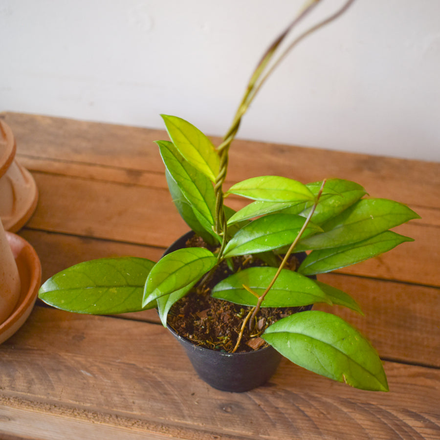 Hoya Crassipetiolata