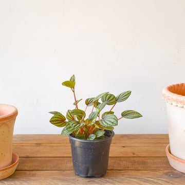 Peperomia Piccolo Banda