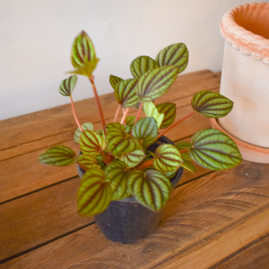 Peperomia Piccolo Banda
