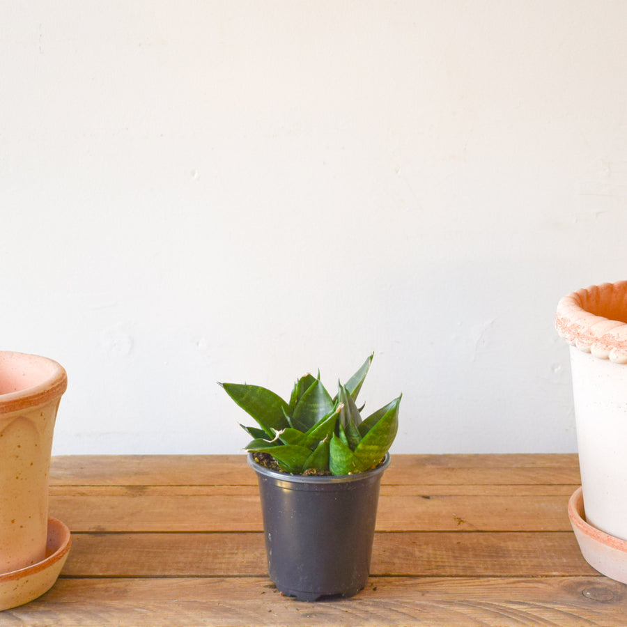 Sansevieria Jade Hahnii