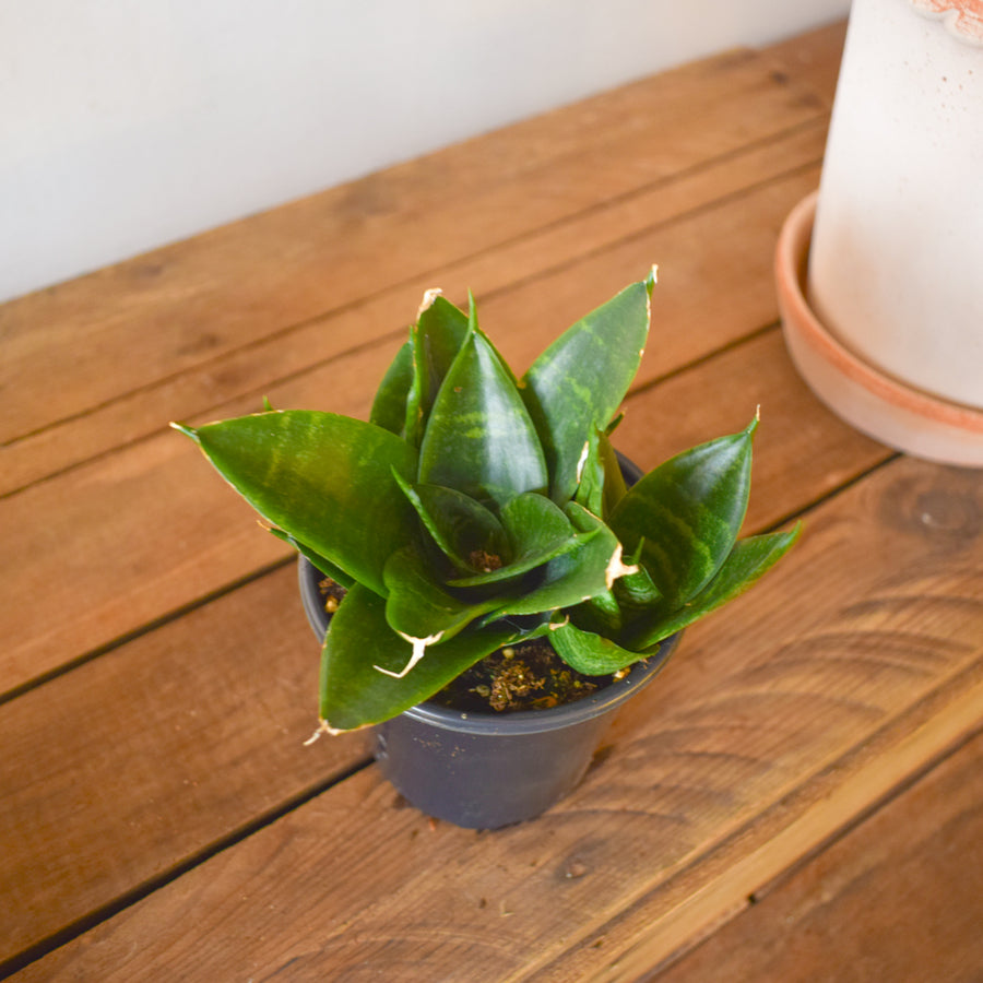 Sansevieria Jade Hahnii