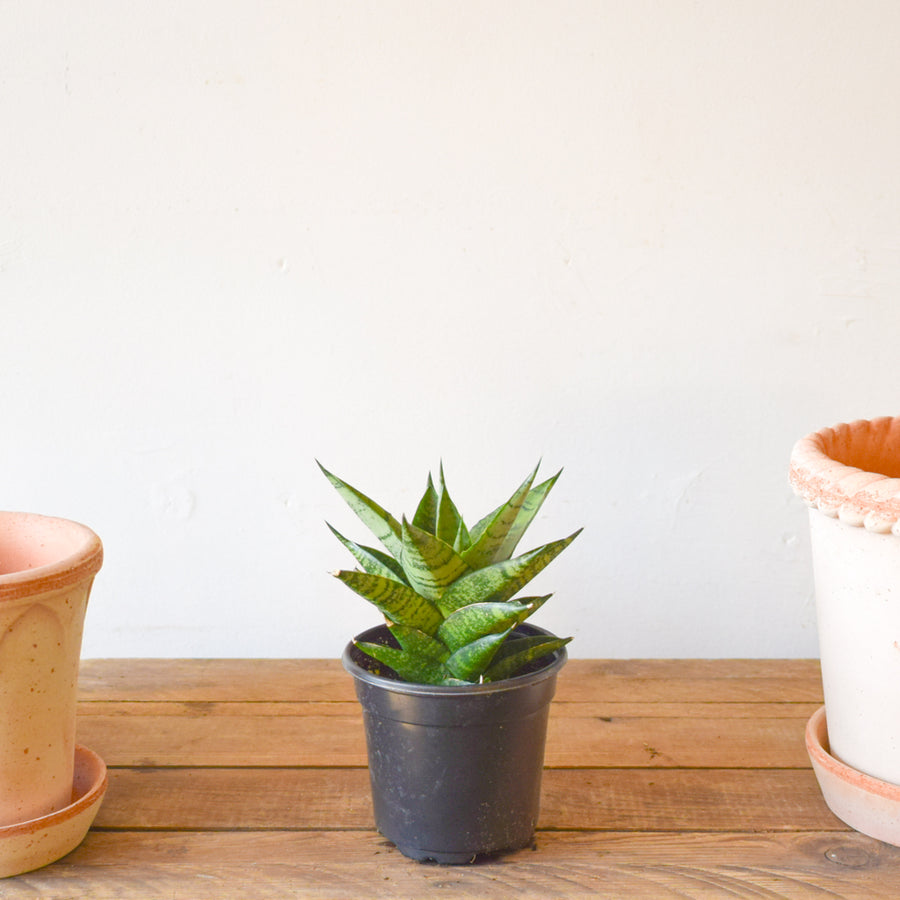 Sansevieria 'Pagoda' Dark