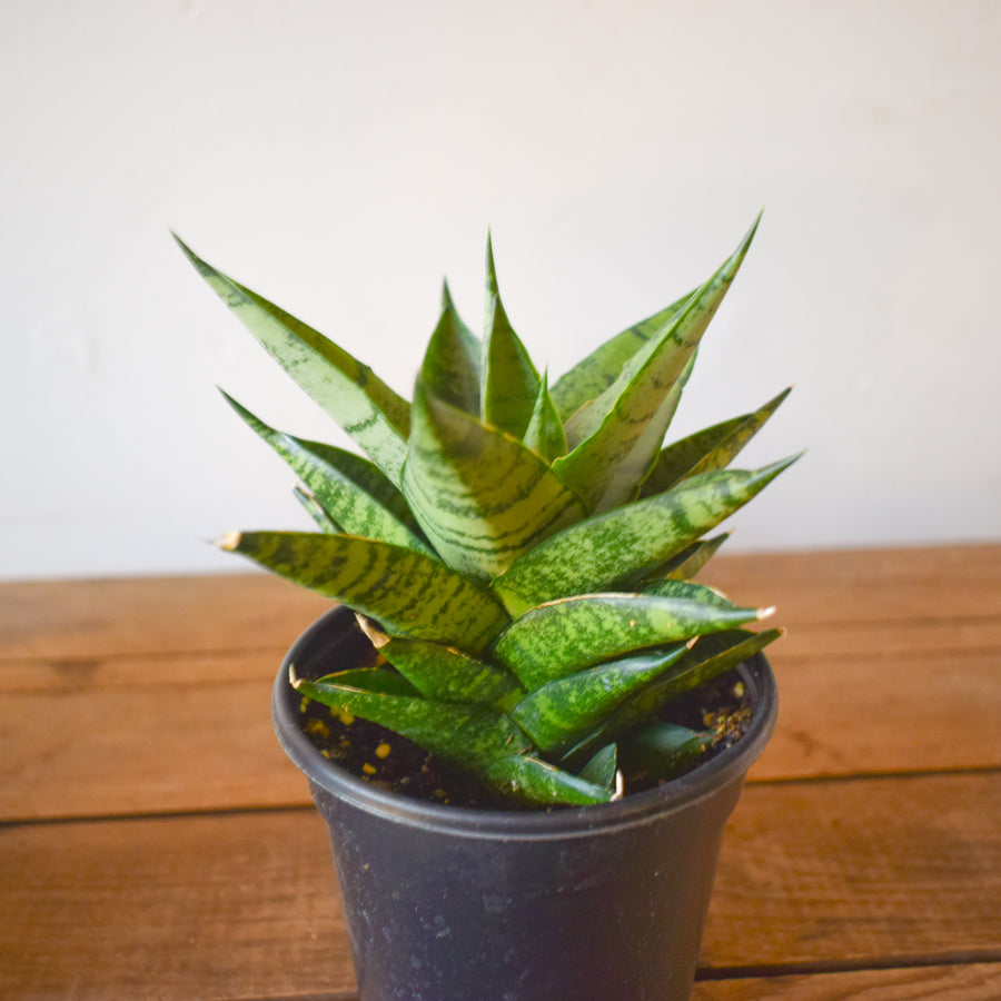 Sansevieria 'Pagoda' Dark