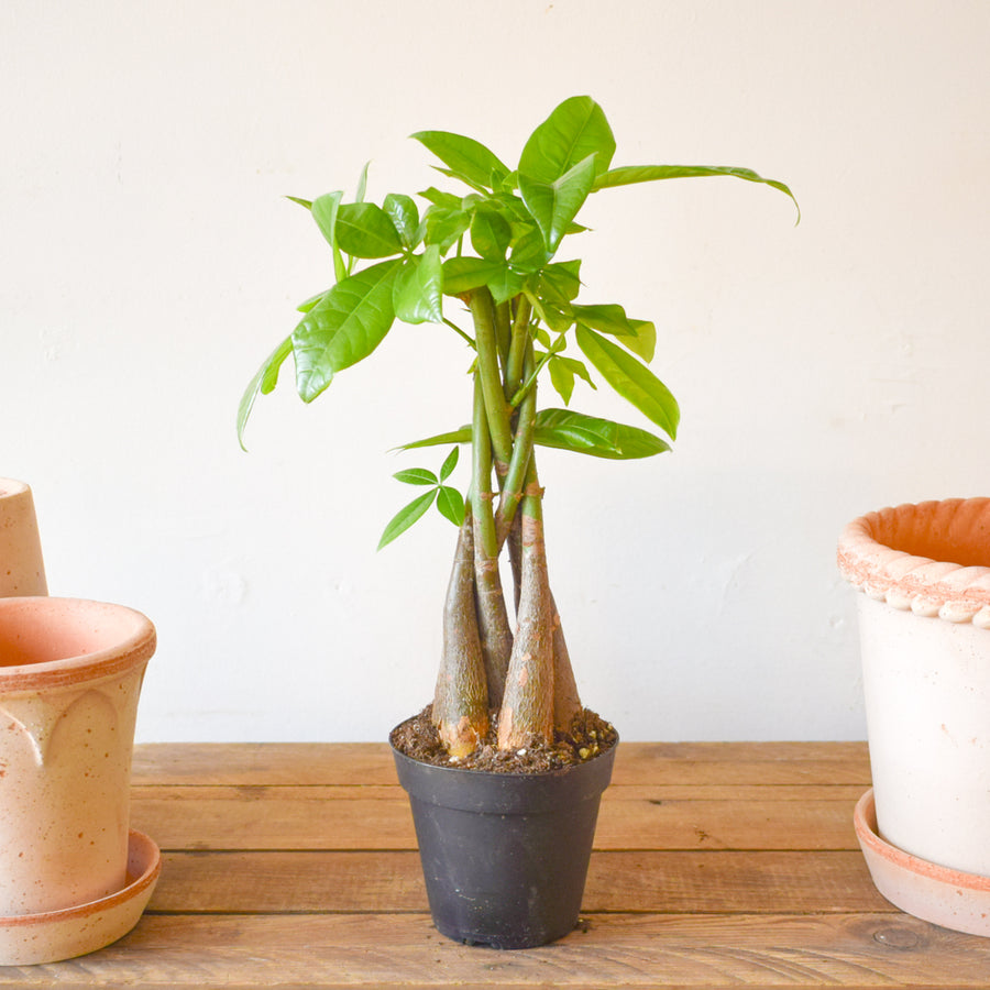 Money Tree Harley Braid