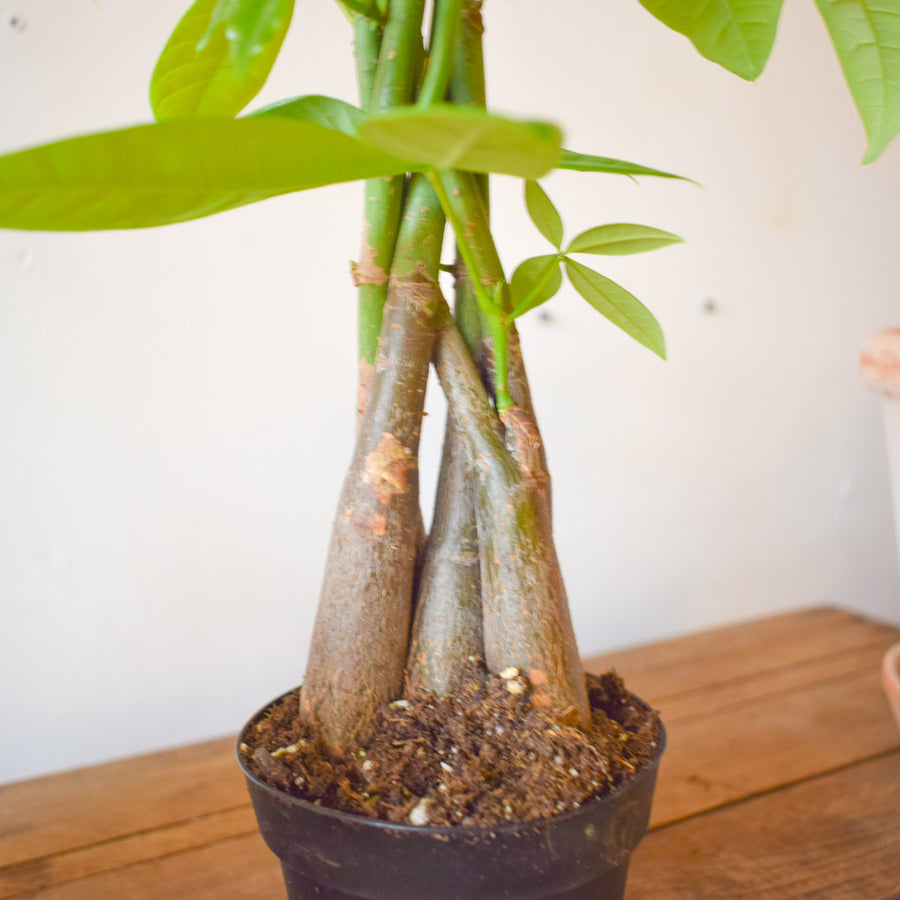 Money Tree Harley Braid