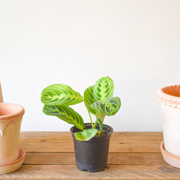 Maranta Prayer Plant