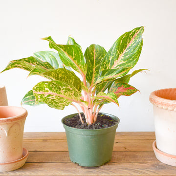 Aglaonema Sparkling Sarah