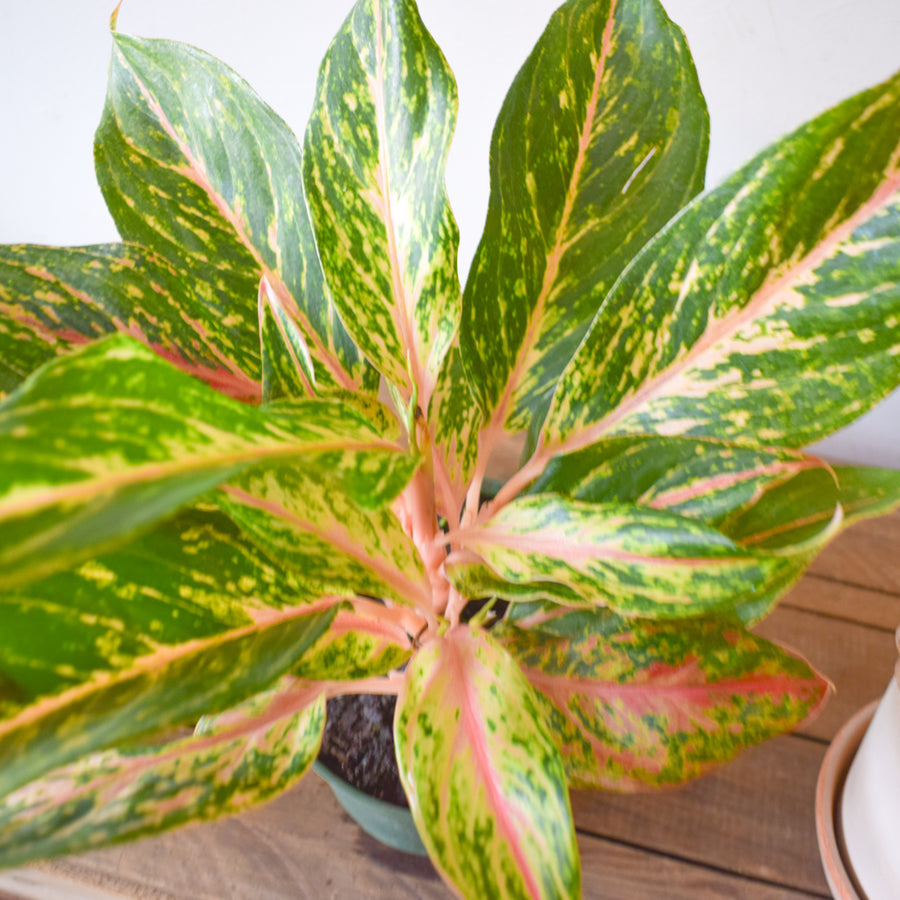 Aglaonema Sparkling Sarah