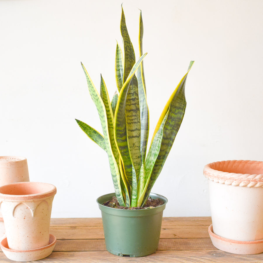 Sansevieria Laurentii