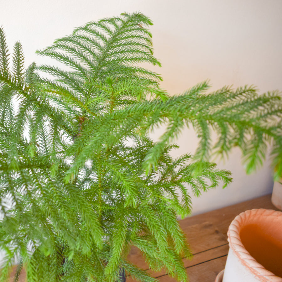 Norfolk Island Pine