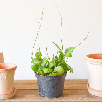 Hoya Parasitica 'Splash'