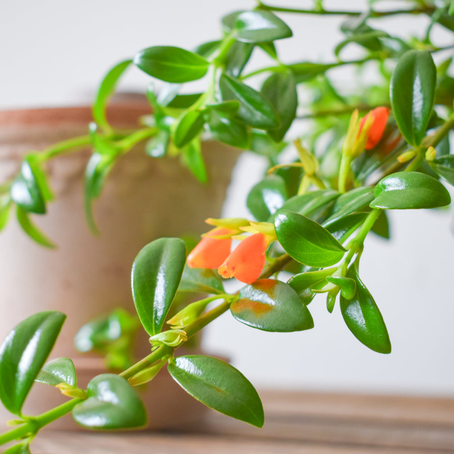 goldfish succulent Goldfish Plant Green