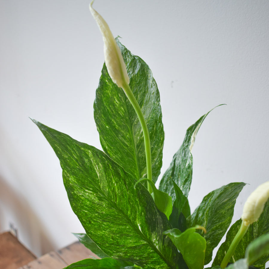 Variegated Peace Lily Domino