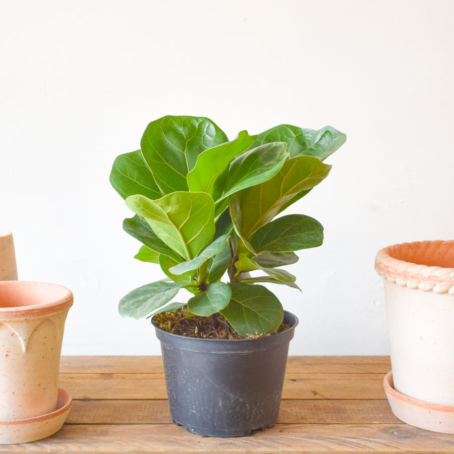 Fiddle Leaf Fig Bambino