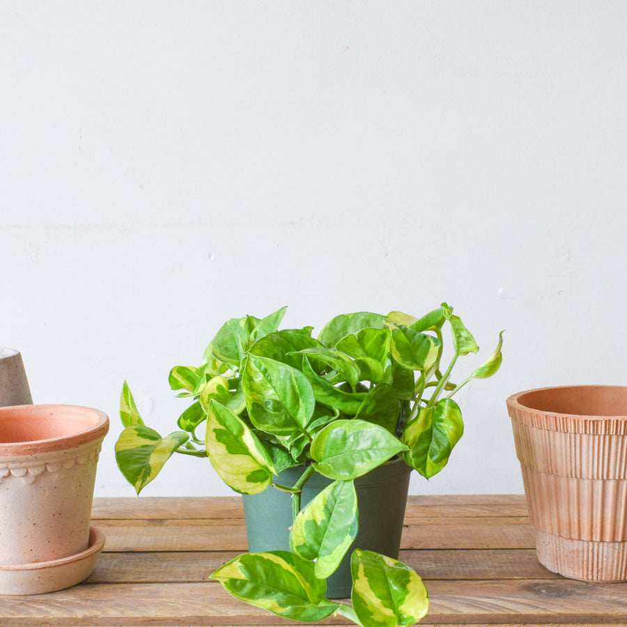 Pothos Lemon Meringue