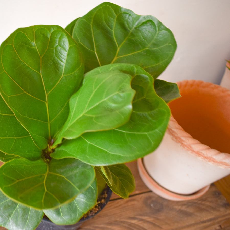 Fiddle Leaf Fig Bambino