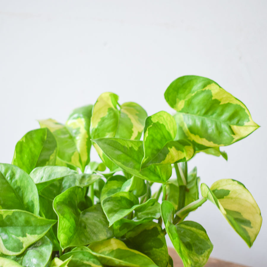 Pothos Lemon Meringue