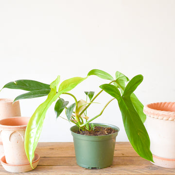 Philodendron Bette Waterbury ‘69686’