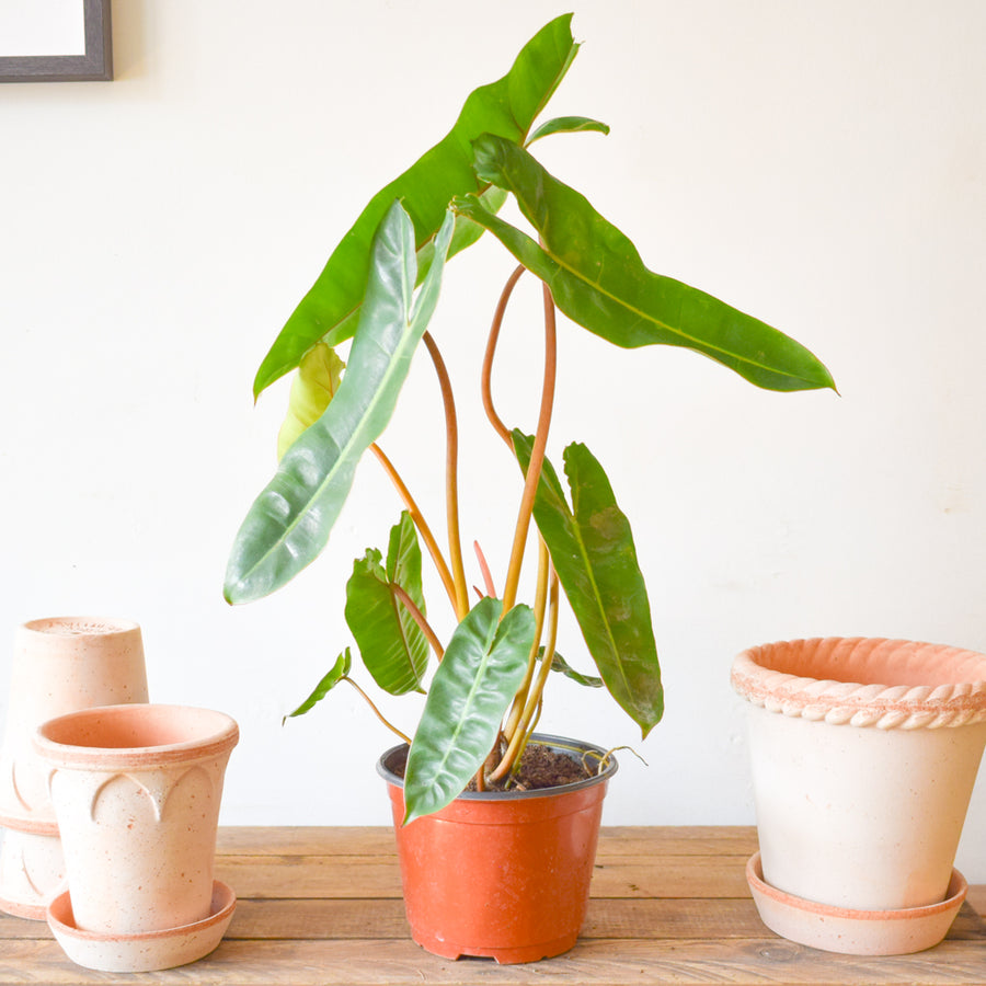 Philodendron Billietiae