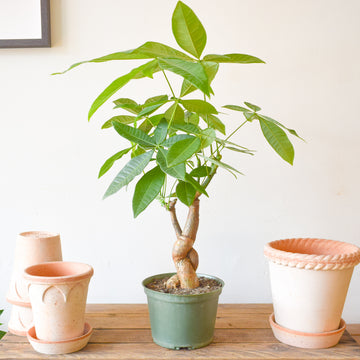 Money Tree Harley Braid 6