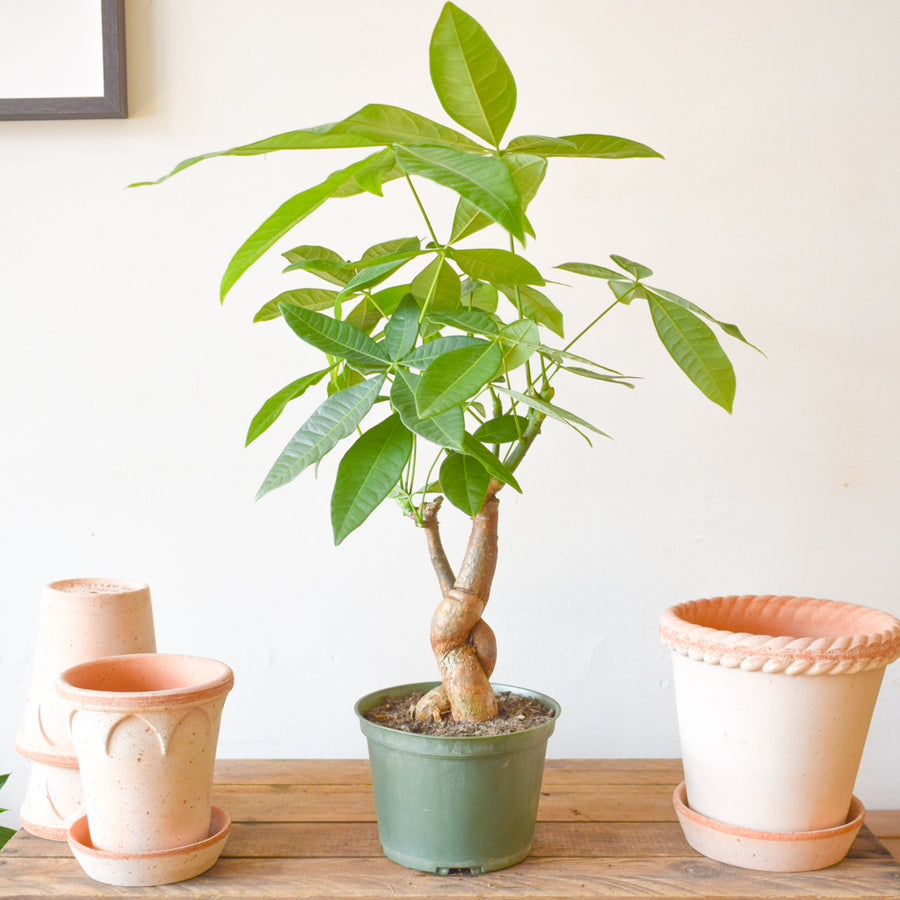 Money Tree Harley Braid