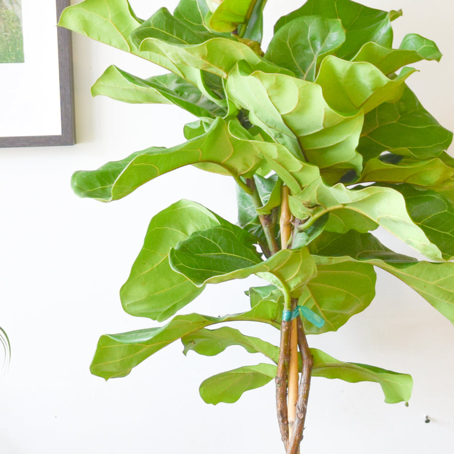 Fiddle Leaf Fig Tree