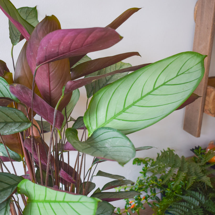 Calathea Setosa
