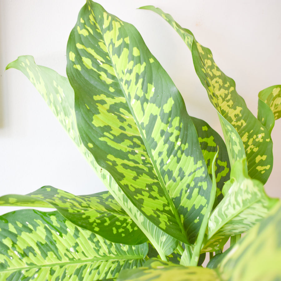 Dieffenbachia Seguine 'Cheetah'