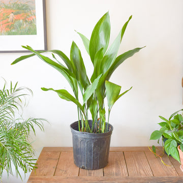 Cast Iron Plant (Aspidistra Elatior)