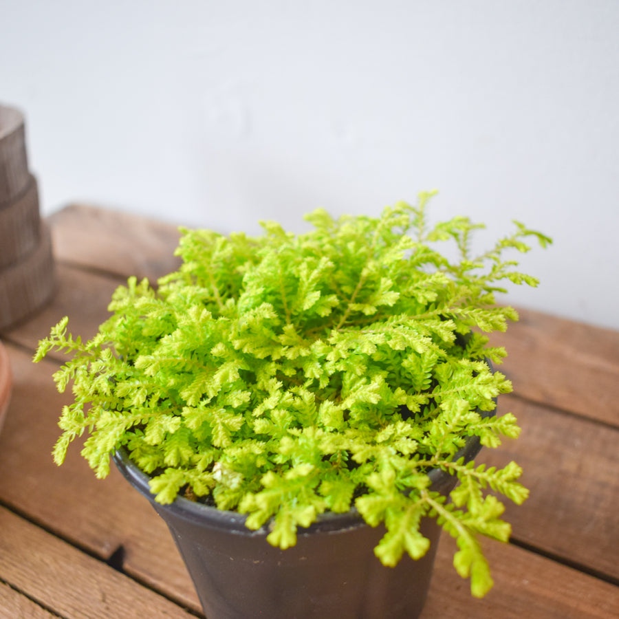 golden moss indoor plant Golden Club Moss