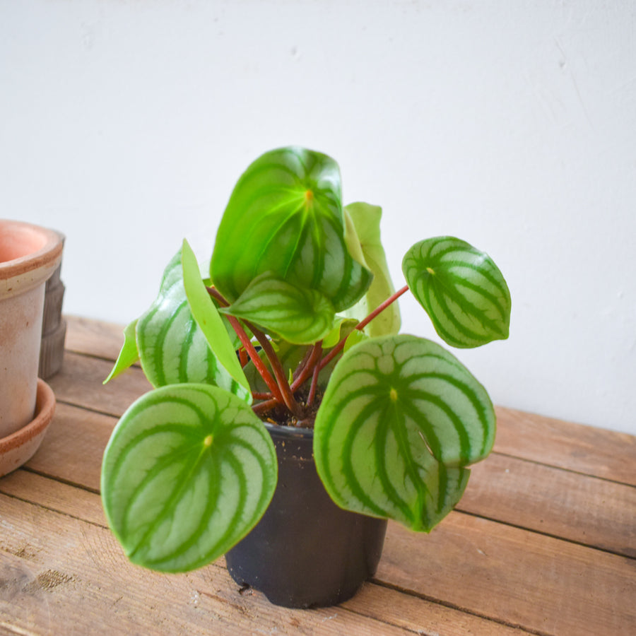 Peperomia Watermelon