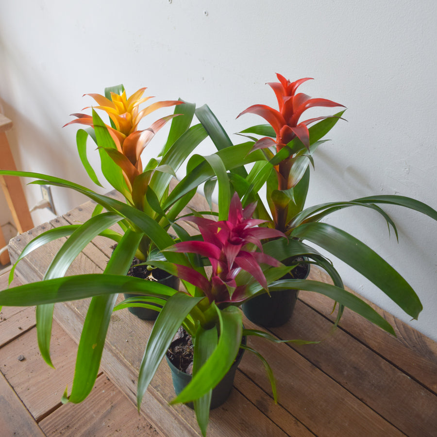 Bromeliad