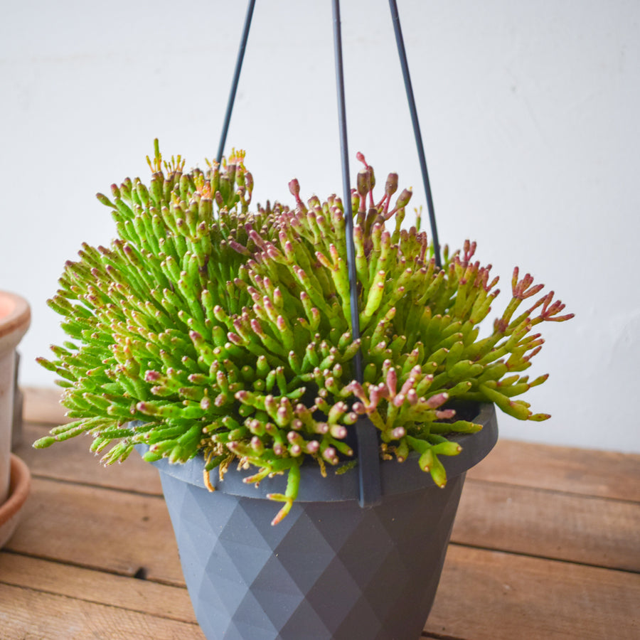 Rhipsalis