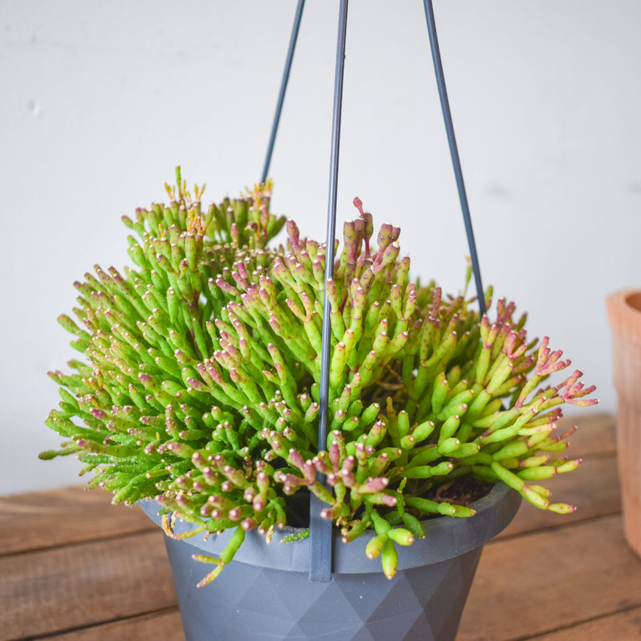 Rhipsalis