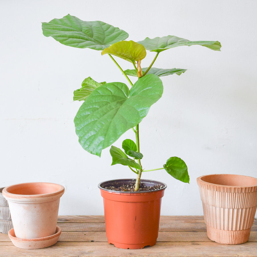 Ficus Umbellata