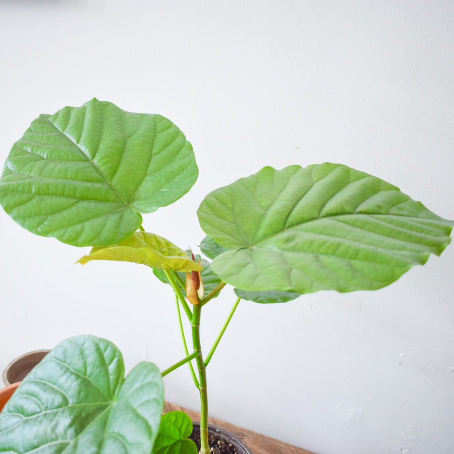 Ficus Umbellata