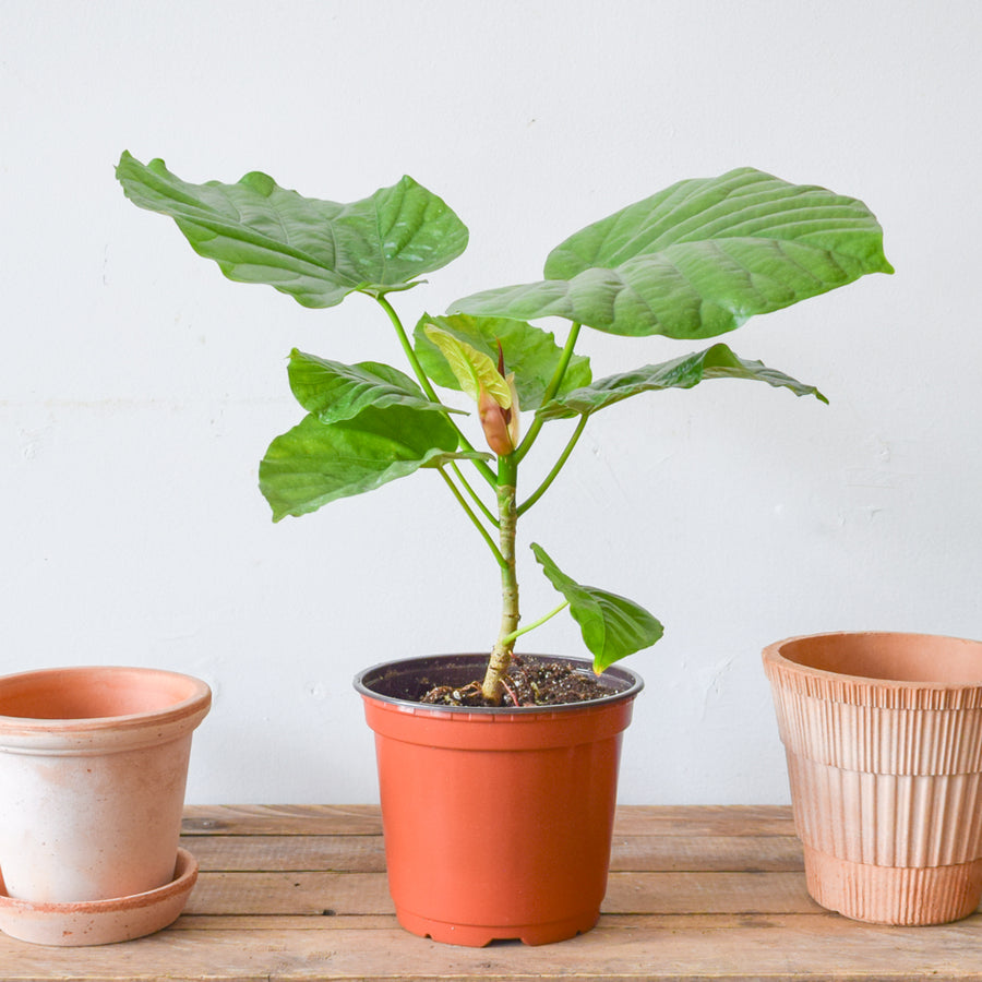 Ficus Umbellata