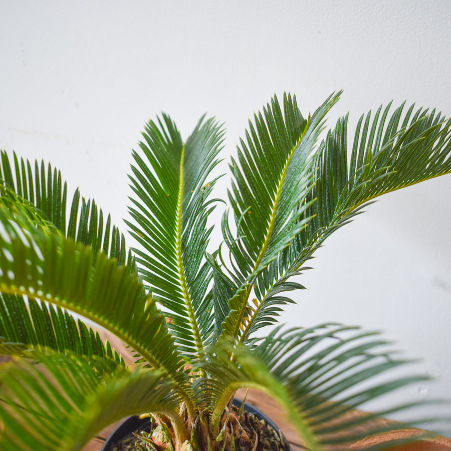 Sago Palm