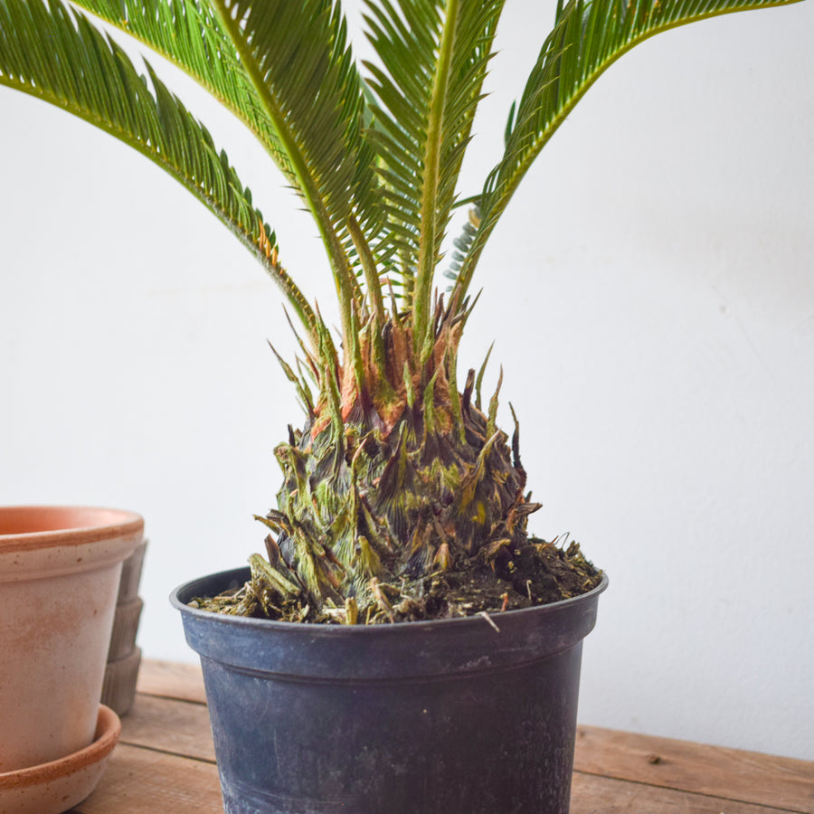 Sago Palm