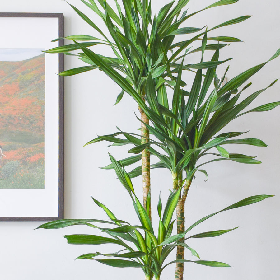 Dracena Cane Rikki