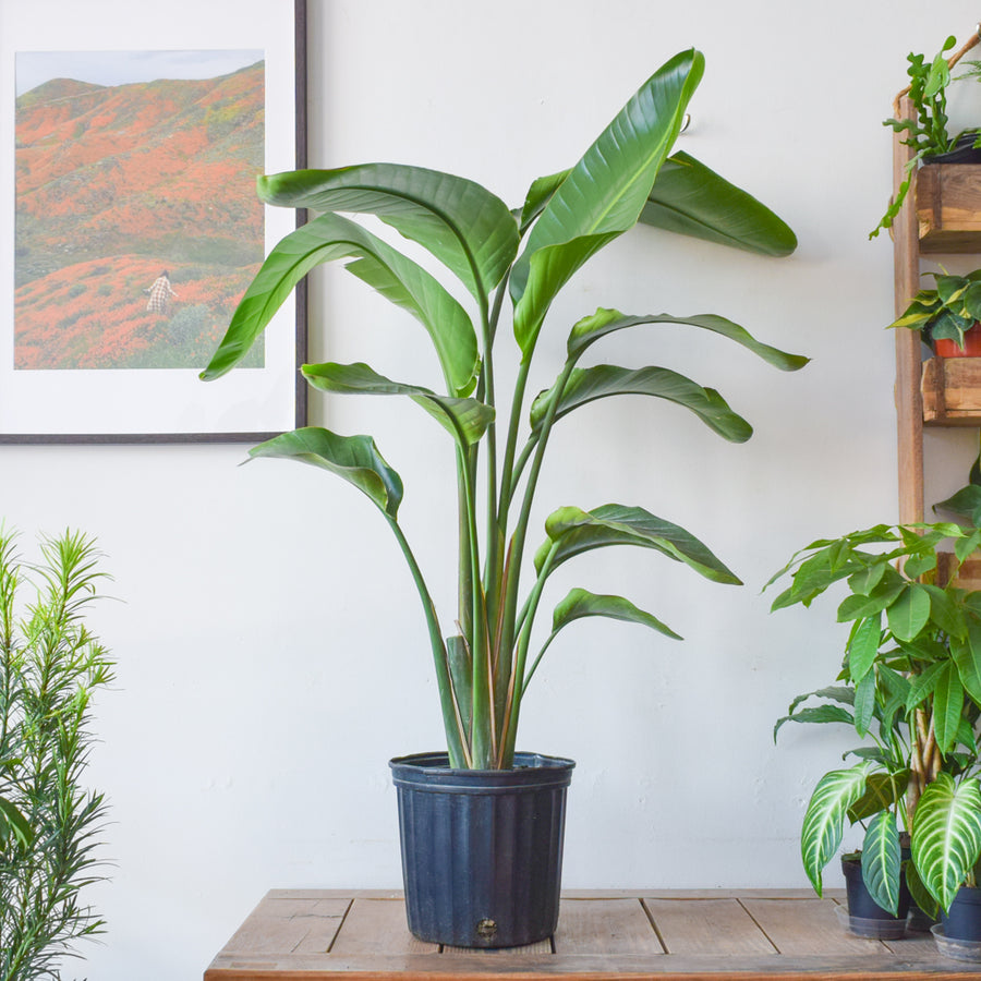 Bird Of Paradise (White Strelitzia Nicolai)