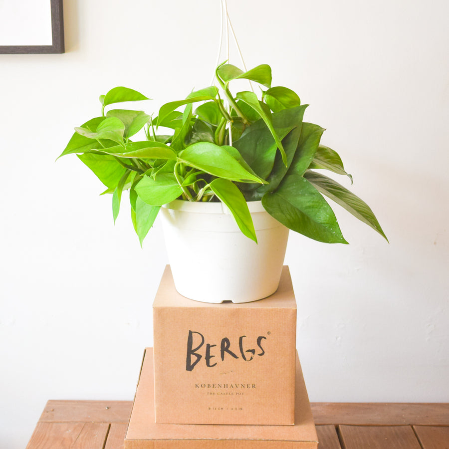 pothos toronto Pothos Green Jade – Plant Society Toronto