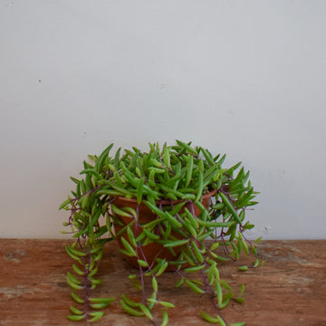 Little Pickles (Othonna Capensis)